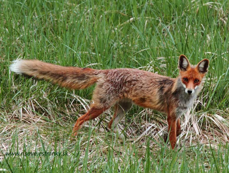 Vulpes vulpes
