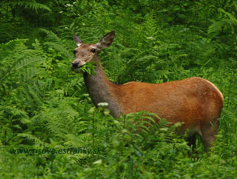 Cervus elaphus