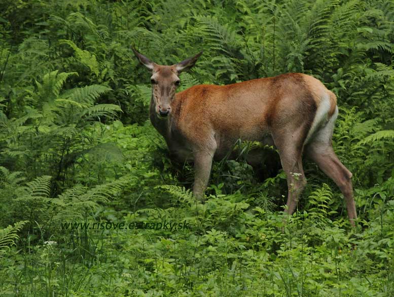 Cervus elaphus II