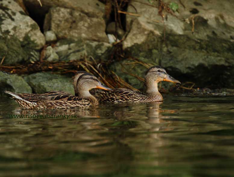 Anas platyrhynchos