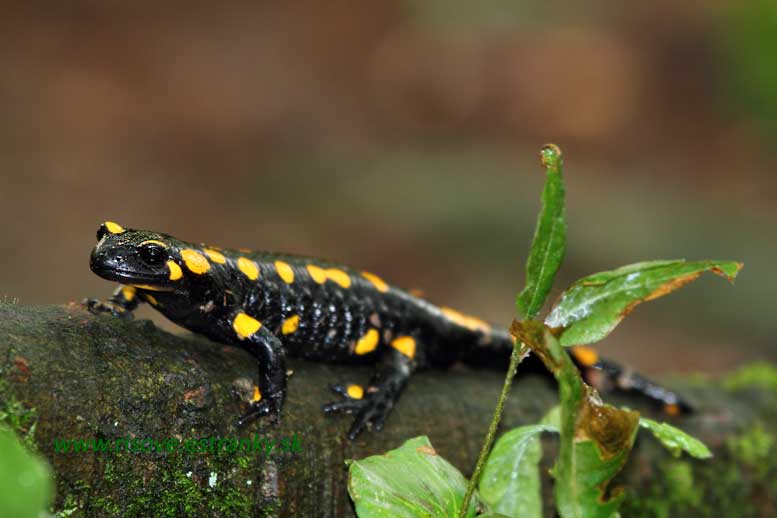 Salamandra salamandra