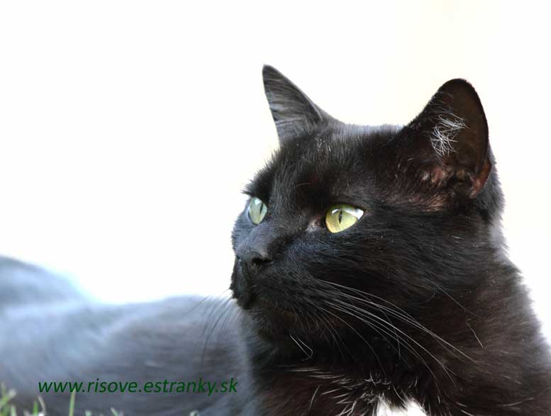 Felis silvestris