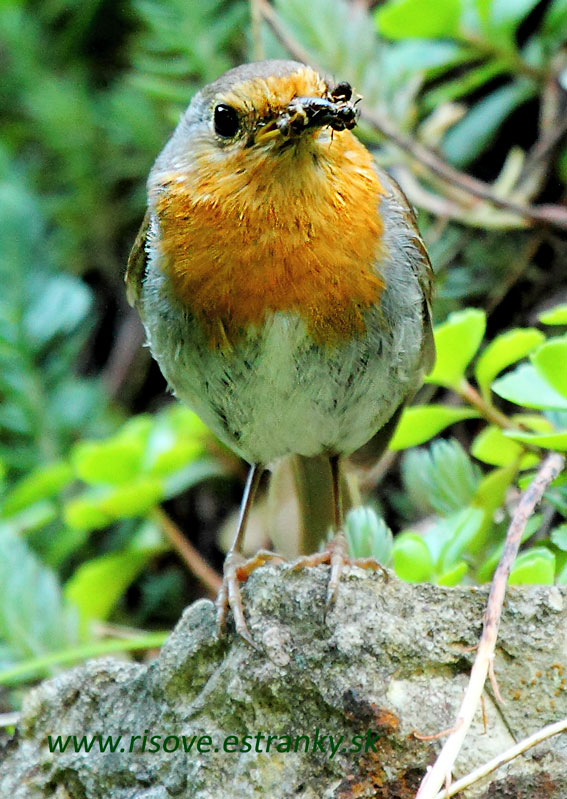 Erithacus rubecula