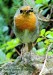 Erithacus rubecula